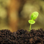 Fertilizzante in simbiosi con la natura